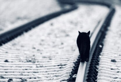 Куда уходят кошки?