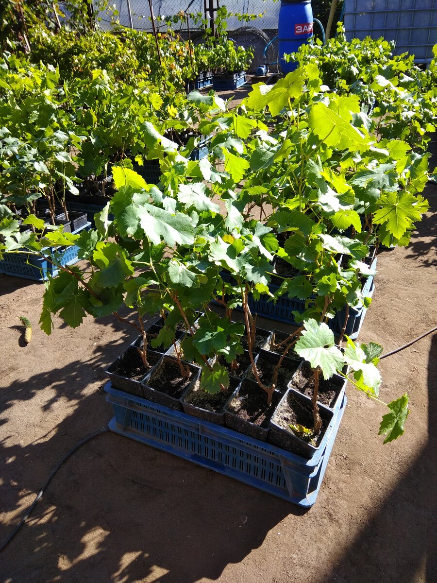 Так саженцы выглядят в сентябре