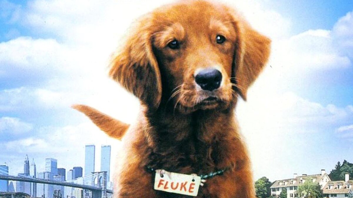 Флюк (fluke) 1995. Флюк вк. Главная собака фильм 1995. Флюк 1995. Флюк фильм.