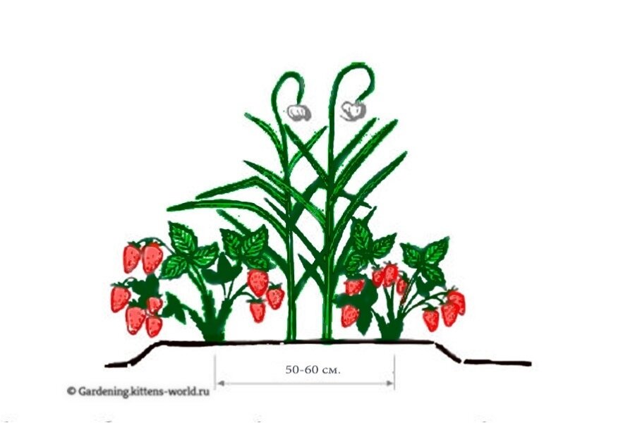 Правило 4 грядок для клубники схема