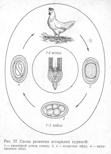 Цикл развития аскаридии