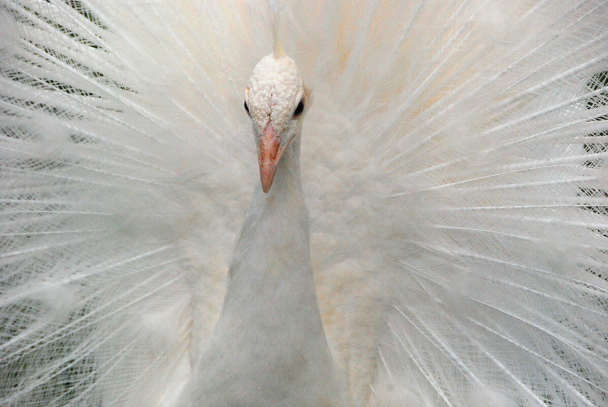 Белый павлин - фото: Яндекс картинки