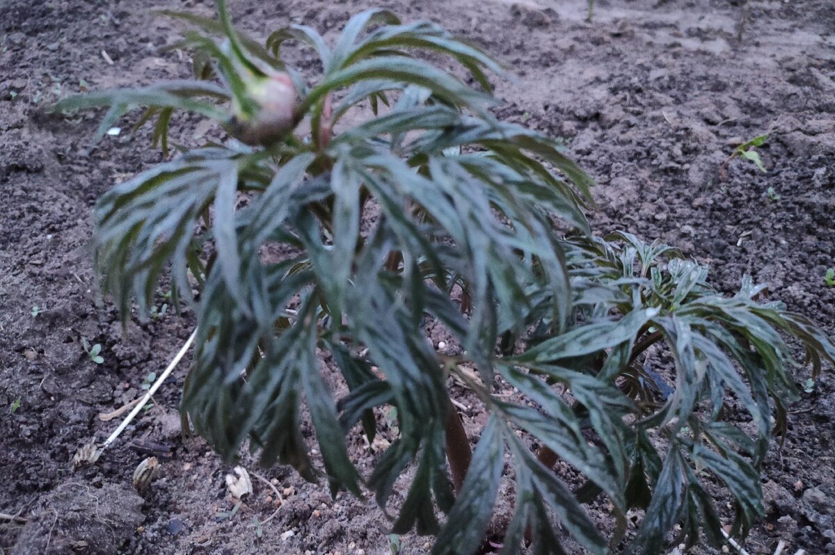 Марьин корень 7 мая