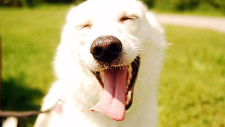 Почему собака высовывает язык? | Интересные факты | Дзен