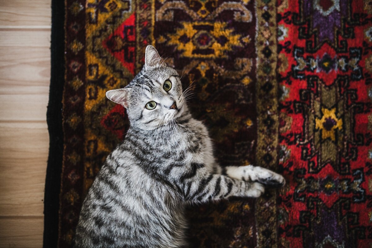 Серая кошка снится к мести.