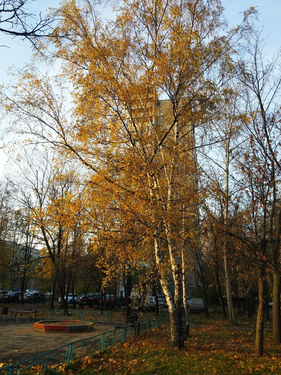 Просто берёза. Фото моё.