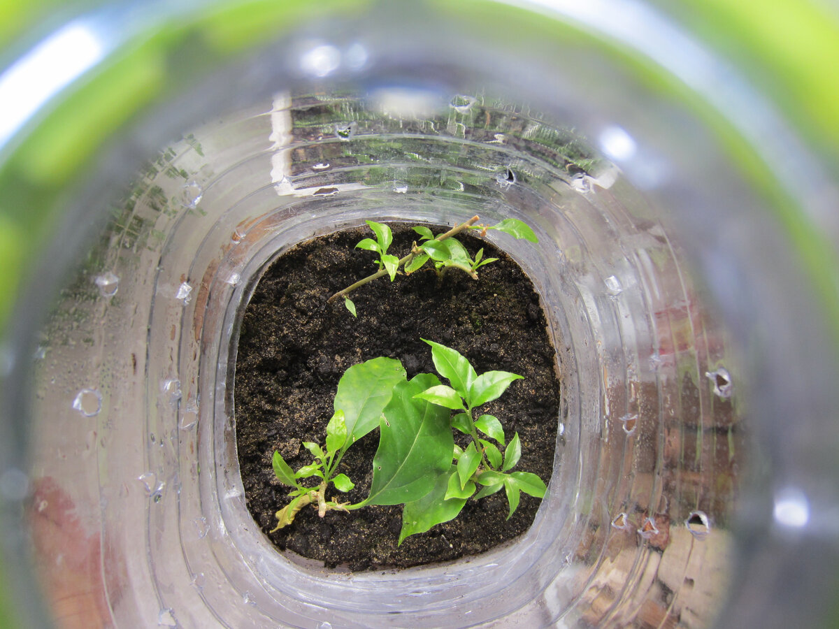 Те черенки бугенвиллеи, которые у меня остались. Фото сделано 2 месяца назад, когда большую часть черенков я отсадила