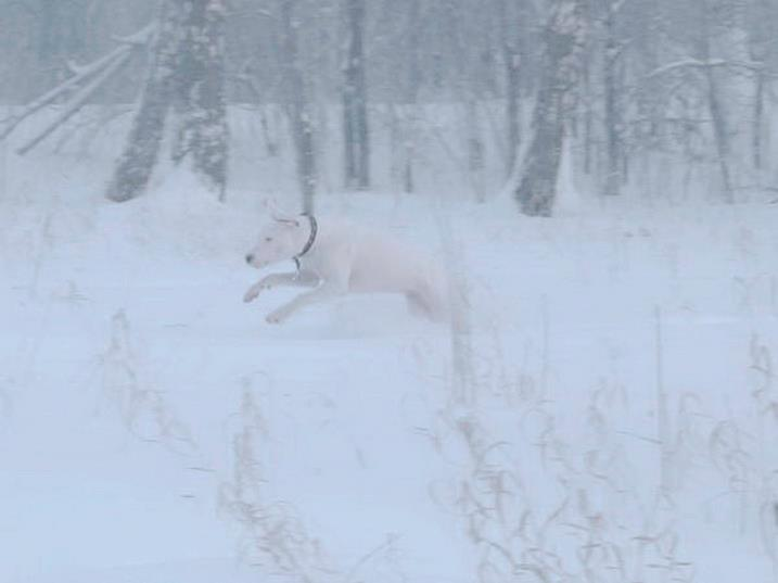 Гулять в метель с Пахомычем - к улучшению зрения.... (местная метельская примета)