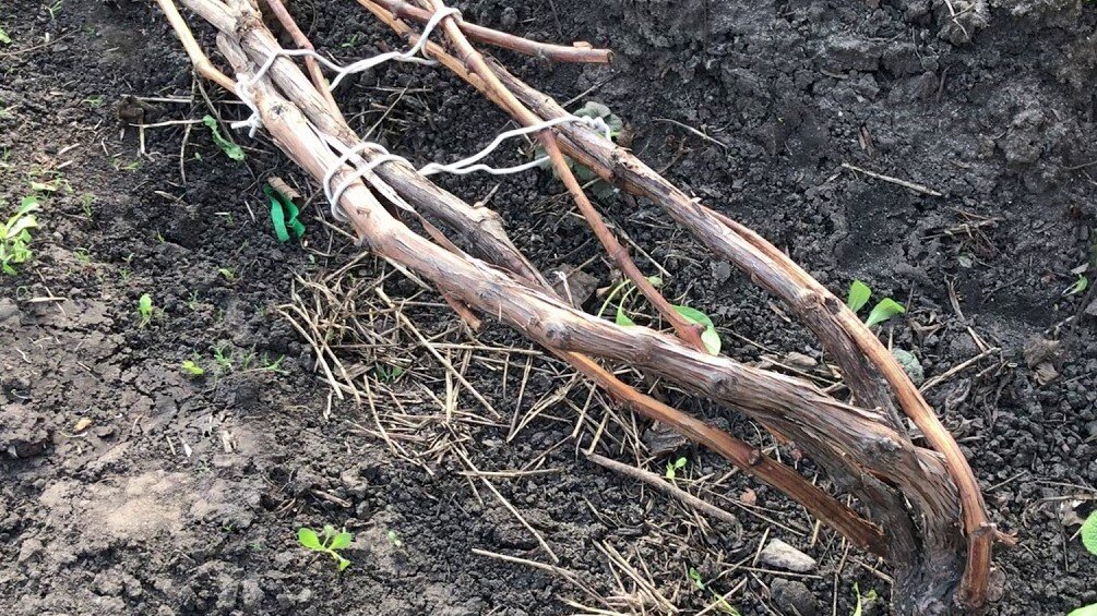 Точных сроков раскрытия кустов винограда не существует.Виноградарь ориентируется на устойчивое весеннее тепло для своего региона.Как хочется уже"выпустить"лозу на волю ,открыть чтобы обогрелась солнцем!Сдерживает наш порыв только одно-возвратные весенние заморозки.