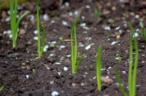 Проращивание семян - Азиатская смесь для жаркого - – Garden Seeds Market | Бесплатная доставка