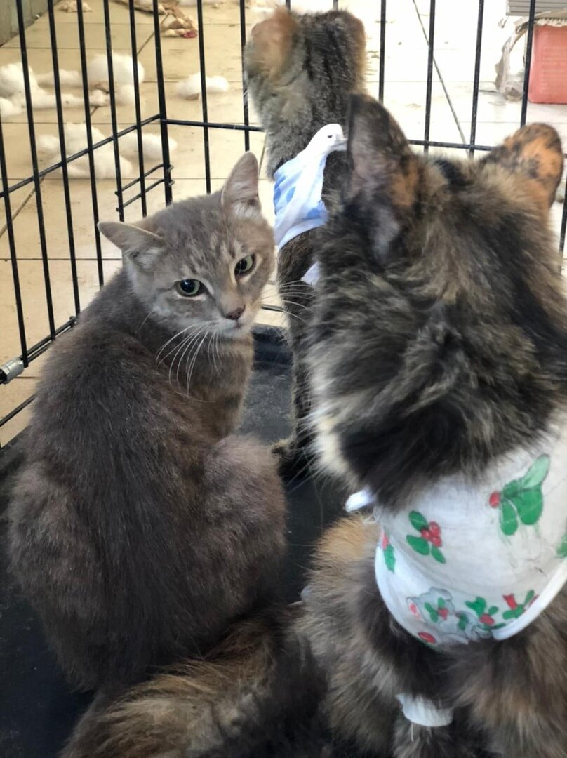 Котик и кошечка