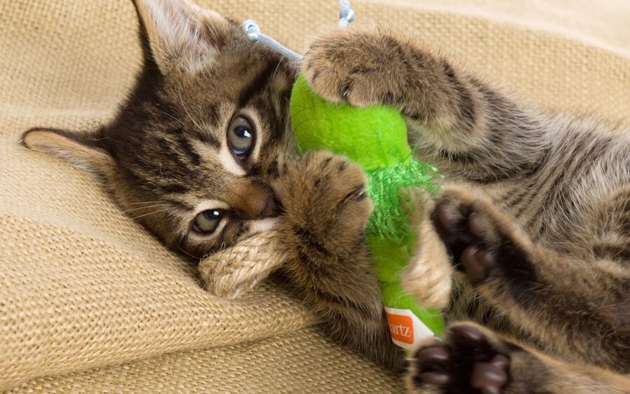 Кошка приносит игрушку