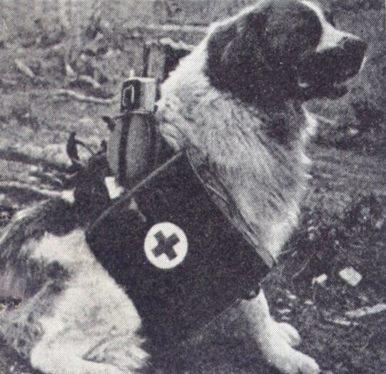   В годы Великой Отечественной войны в армию было призвано около 68 тысяч собак, среди которых были не только овчарки, но и другие породы: например, крупные дворняжки.