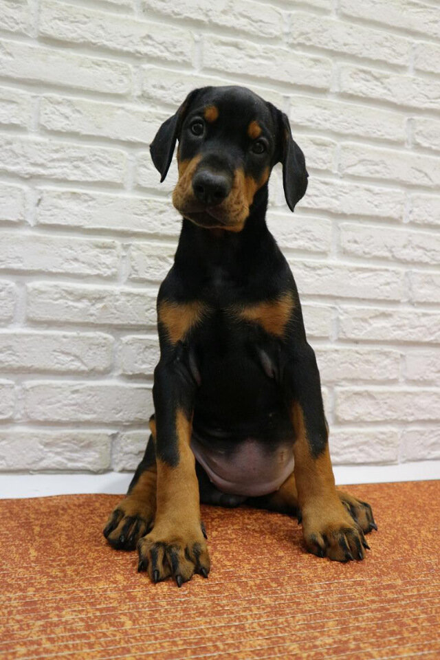 фото: forum.doberman.info