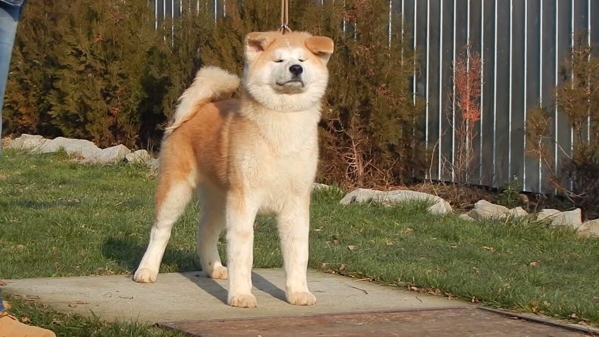 Фото того, как я делал лужи по этическим соображениям делать не буду. Но горд собой я был примерно вот так. Фото из Интернета