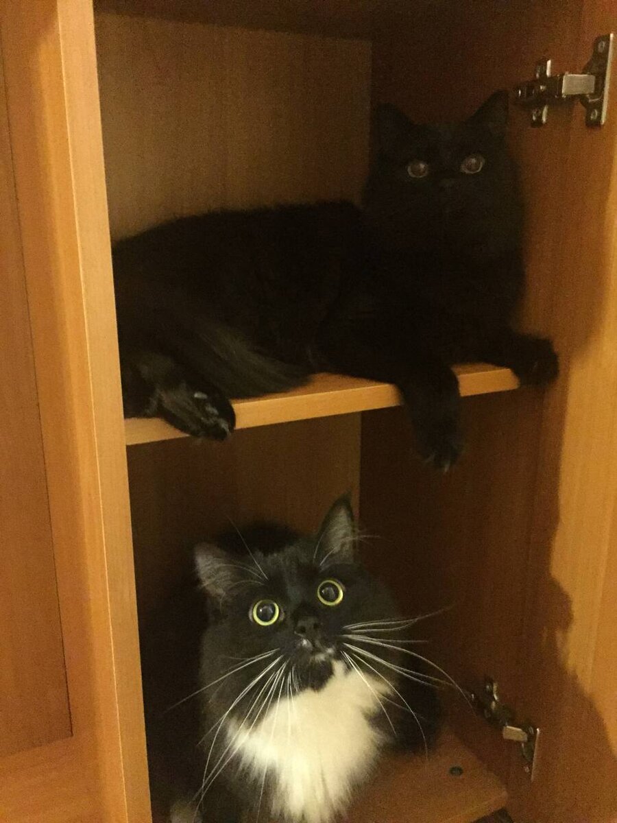 Кошка скребется в шкаф