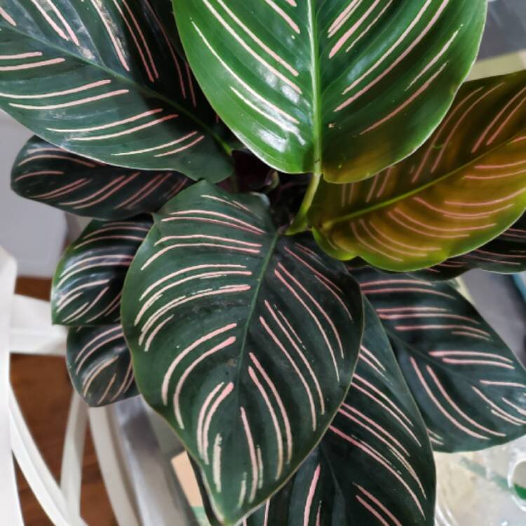 Calathea Majestica White Star Калатея Мажестика