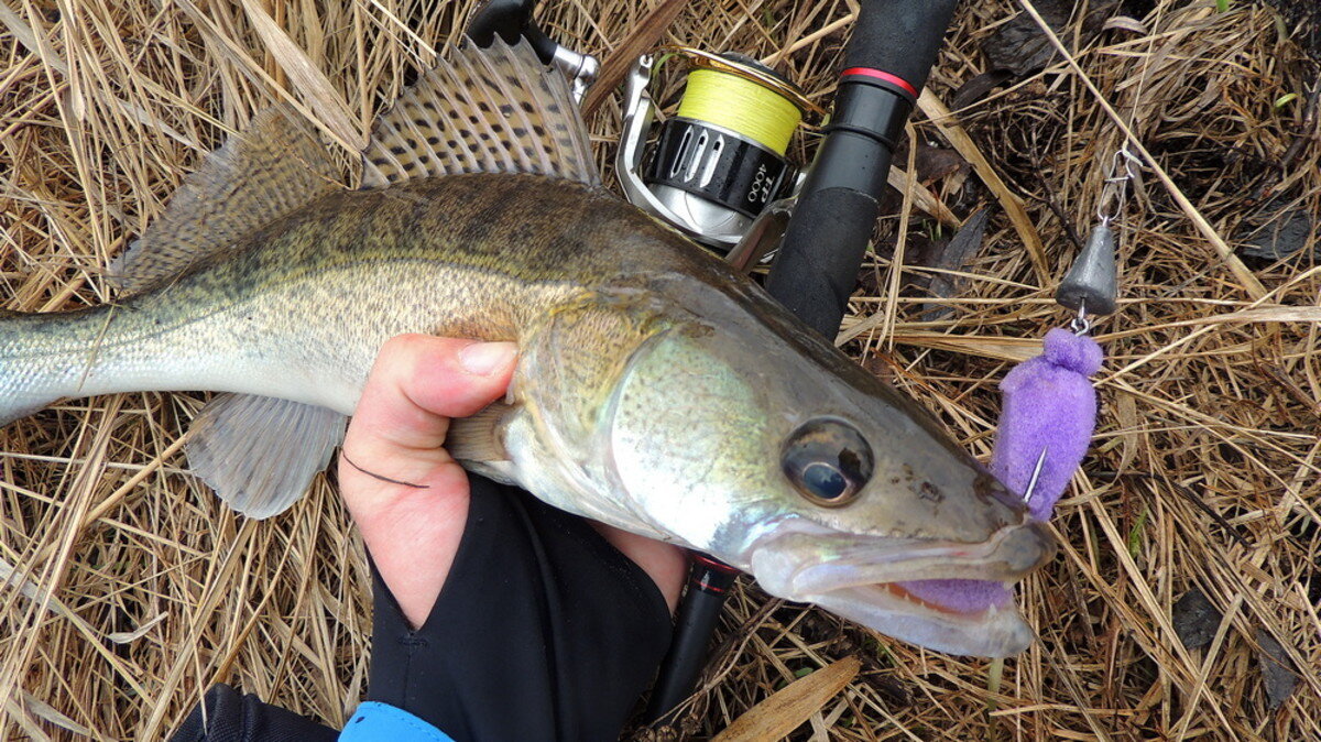 Перед нерестом судак активно питается. Фото из открытых источников "Яндекс картинки"