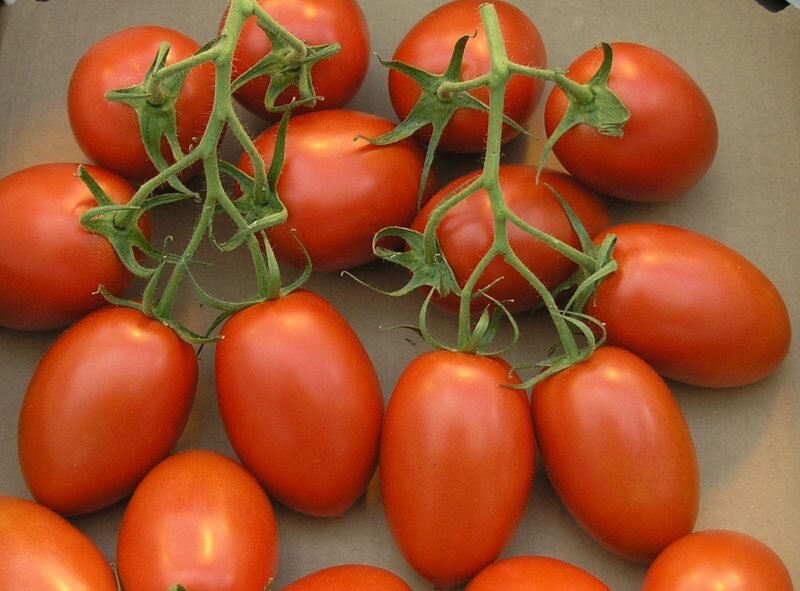 Помидоры Сливки: описание сорта. Многочисленное семейство вкусных томатов