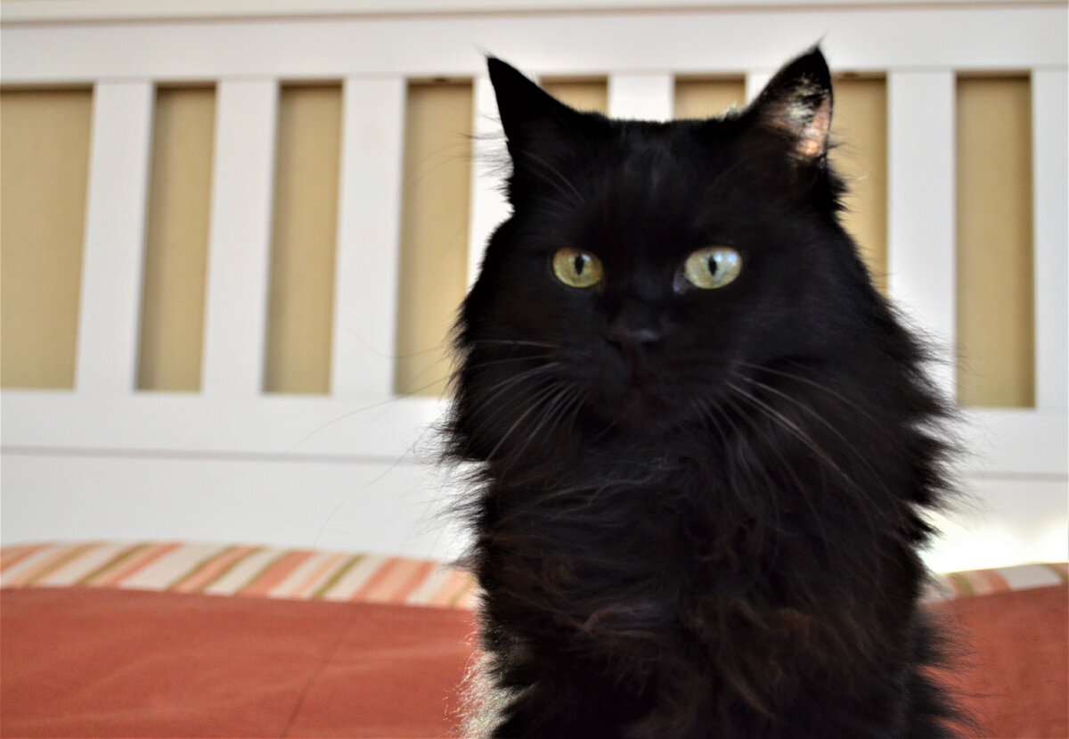 А еще, у этой породы, котят воспитывают вместе мама-кошка и папа-кот!!!От природы эти кошки, хорошие охотники!Потому что, это им необходимо для выживания! 
Наши кошки https://vk.com/bobcat.brn67 сначала ловят, а потом разбираются!)))
 Свой или чужой!)))
 