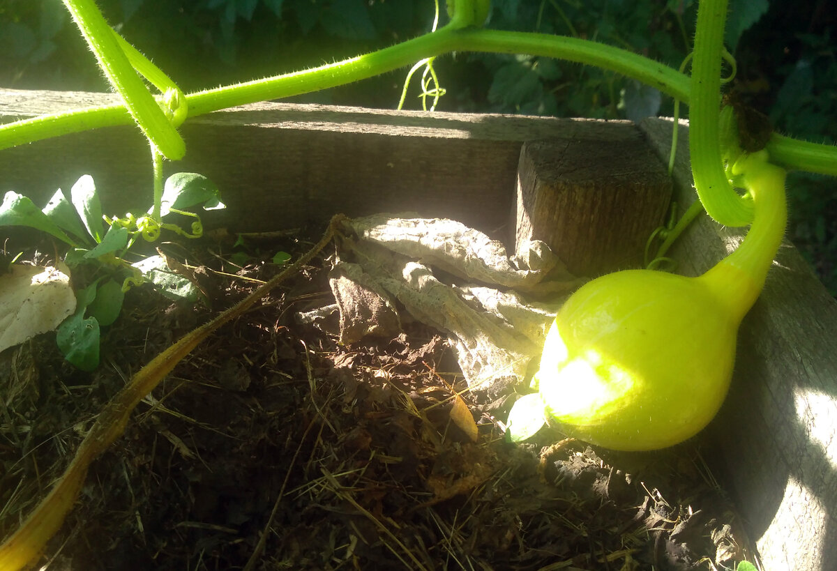 Тыква Лесной Орех, сезон 2021