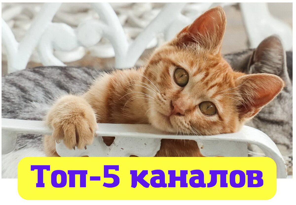 Изображения взято из открытых источников интернета.
