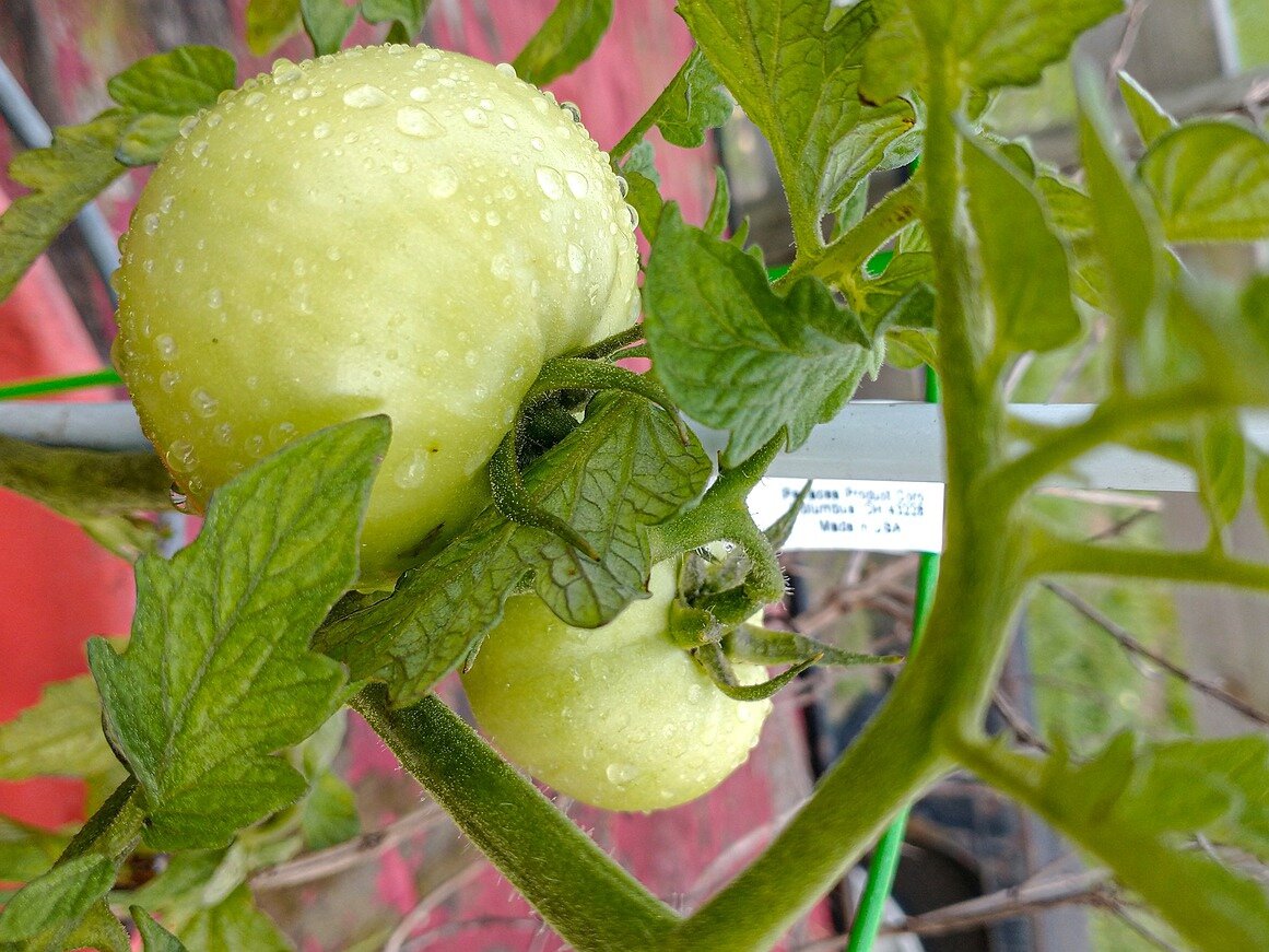 Фото: pixabay.com