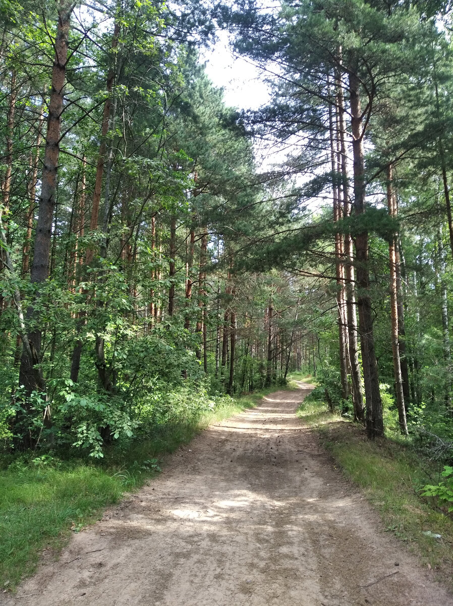 Сосновый бор в Завидово.