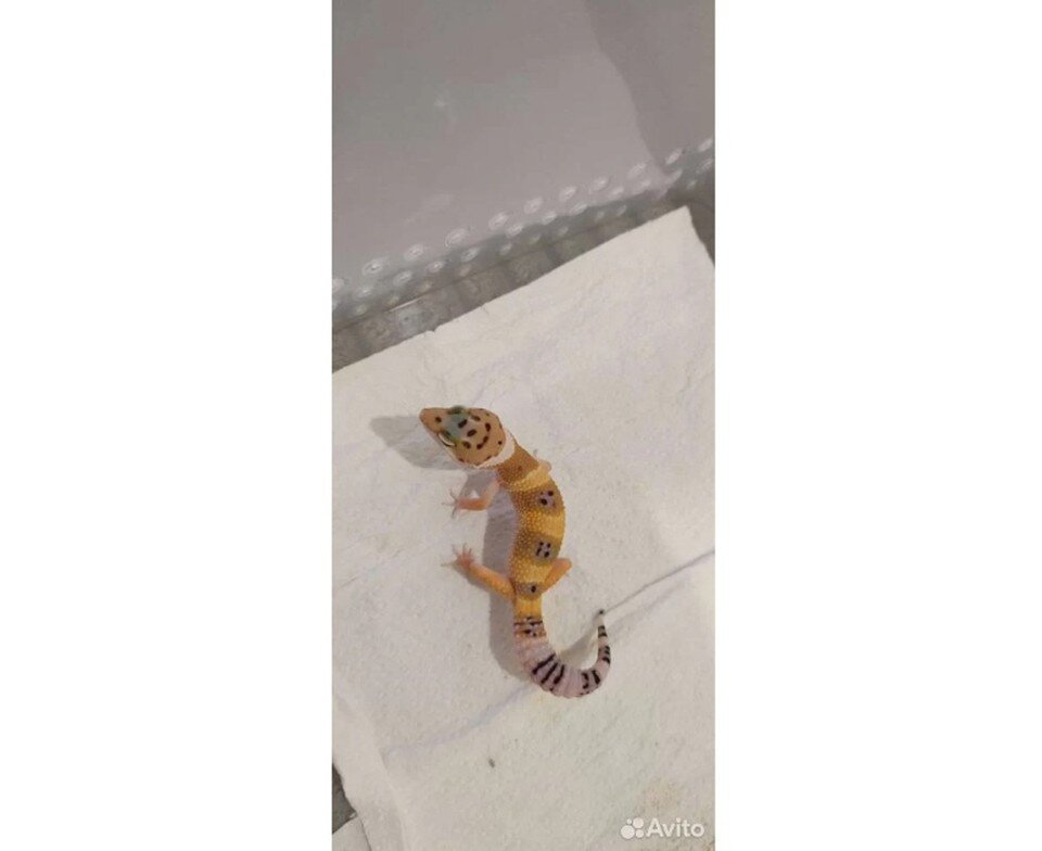     Фото: "Авито"