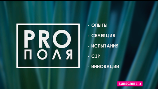 Отечественные гибриды подсолнечника. Результаты производственных испытаний. Уборка в поздние сроки.