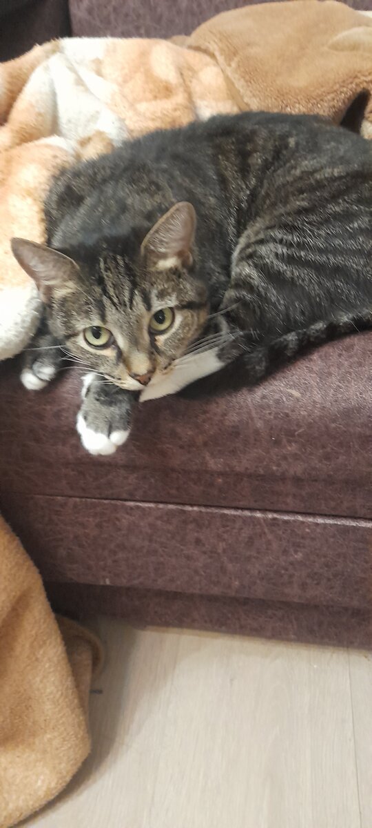 Царица дивана Мурка. Даже плед не могу забрать, вы видите этот осуждающий взгляд.