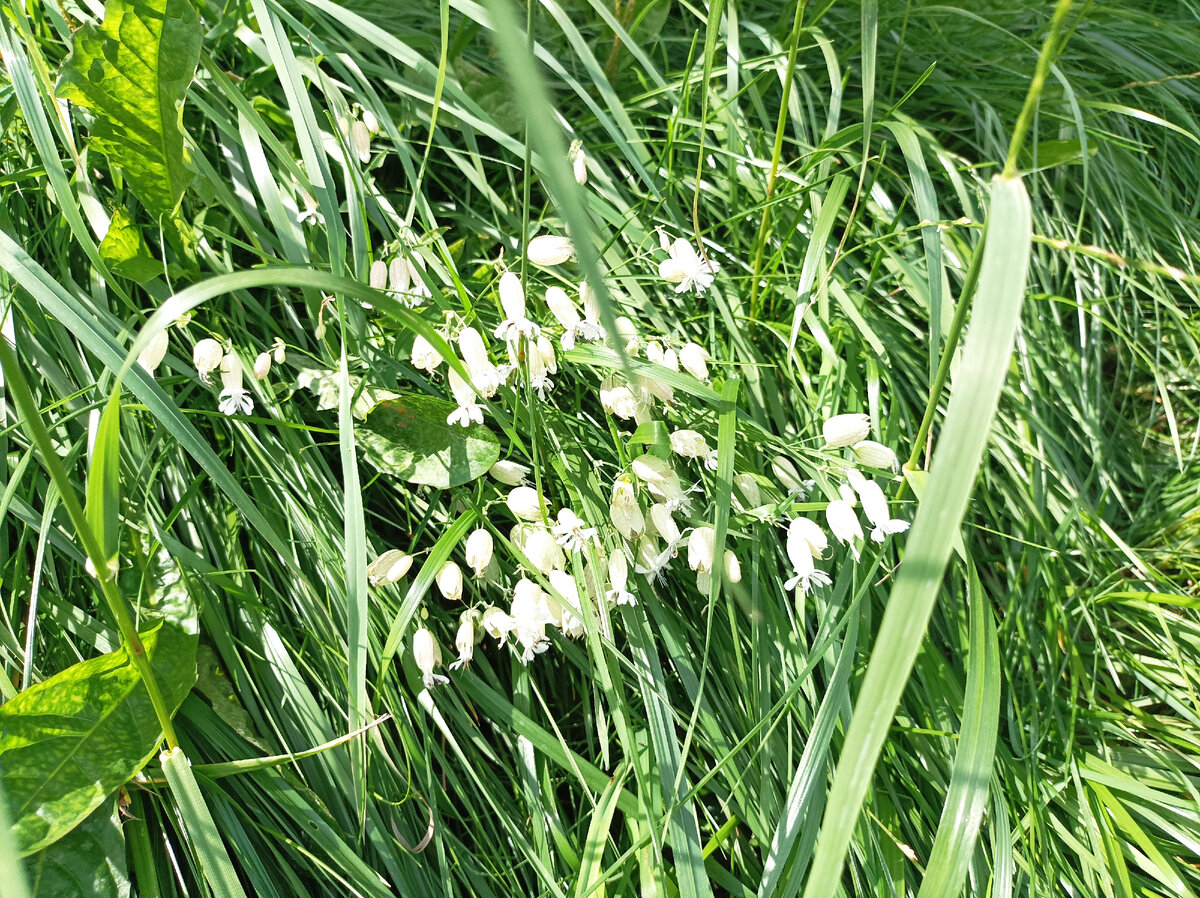 Вот  такую красоту высмотрела сегодня в траве, очень нежно