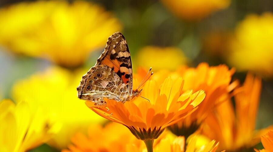    Народная медицина. Как лечиться травами? Фото: по лицензии PxHere