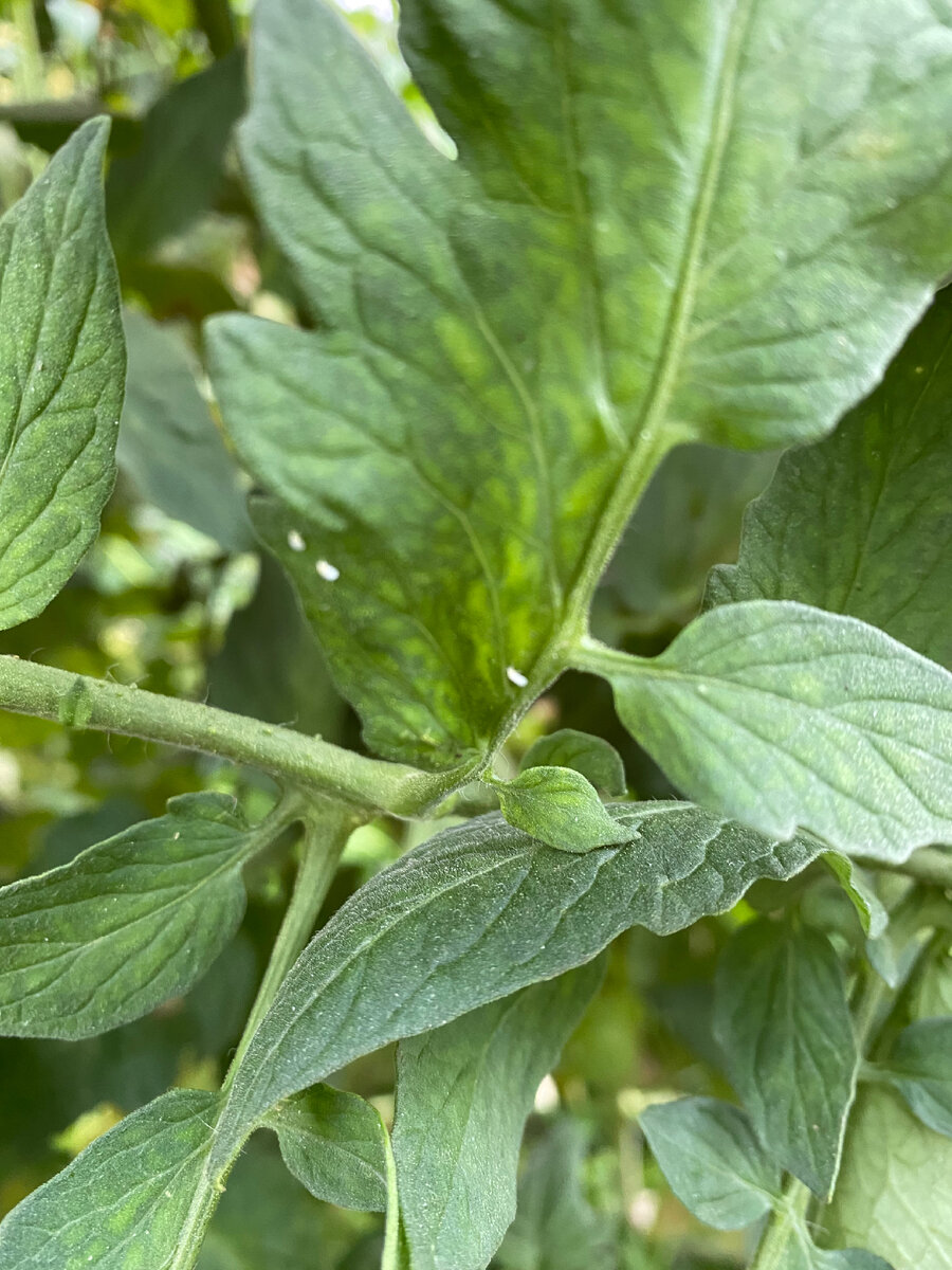 Вот она дамочка сидит 