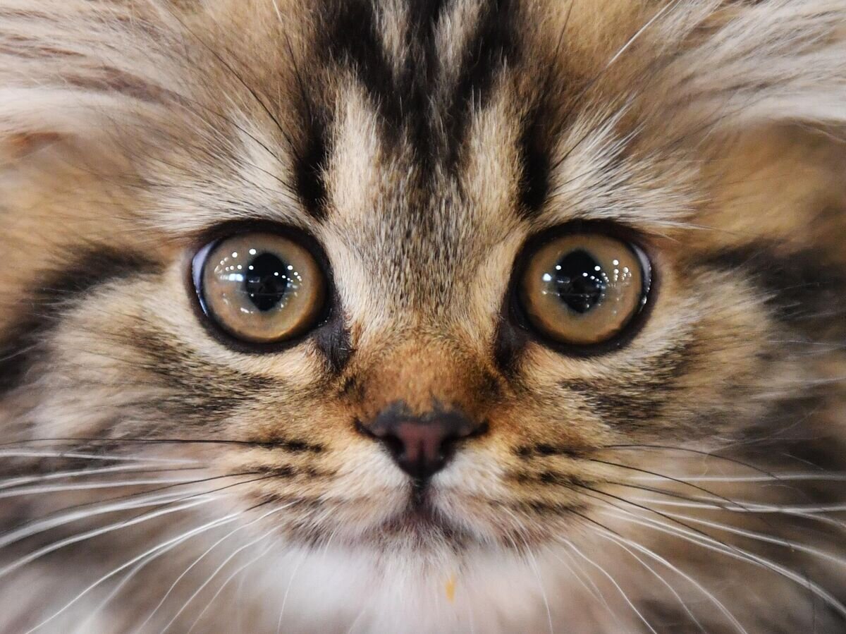    Котенок породы британская длинношерстная на выставке "КоШарики Шоу" в Москве© РИА Новости / Наталья Селиверстова