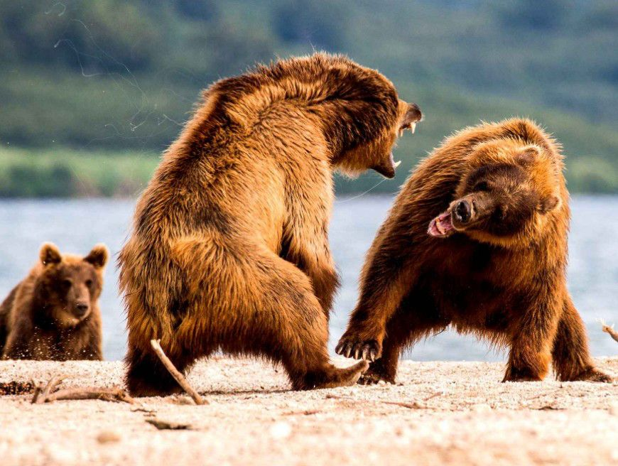 Медведи дерутся. Бурый медведь драка. Битва медведей. Бурый медведь против