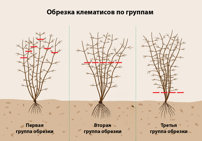 Группы обрезки клематисов описание