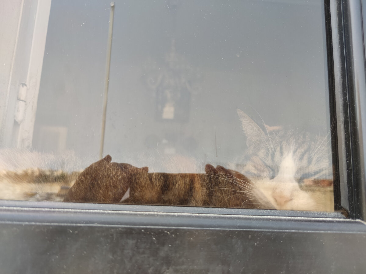 Самый богатый кот Мальты спит на подоконнике собственного дома, но не спешите ему завидовать.