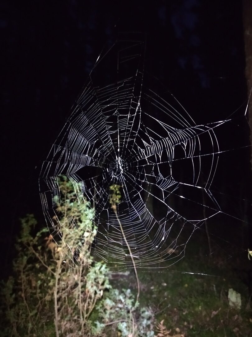 Паутиновые маски, говорят, полезно для кожи