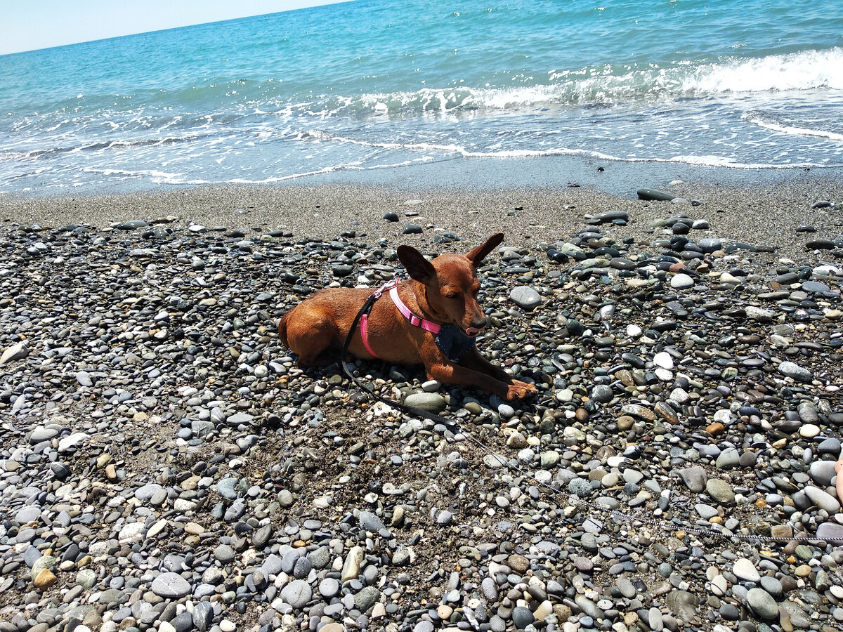 Мила везде ездит со мной