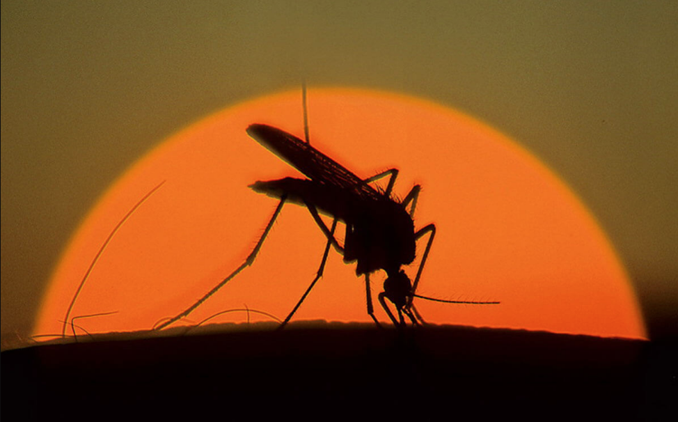 Яндекс. Картинки