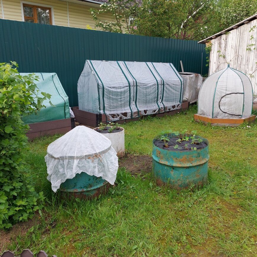 В парнике поменьше будут расти огурцы. В бочке под спанбондом - патиссоны. А в открытых бочках - земляника.