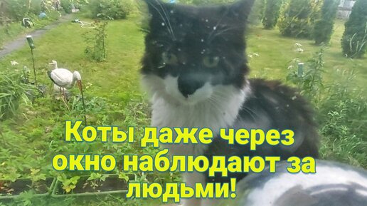 Коты через окно наблюдают за людьми. Маленькие пушистики Кузя и кот Чувачок