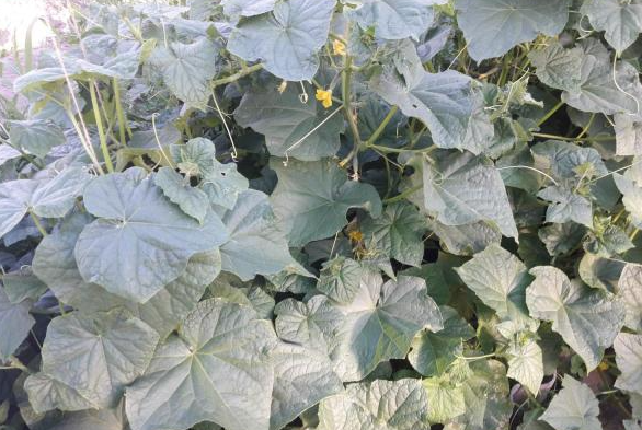 Фото из сайта "otzovik.com"