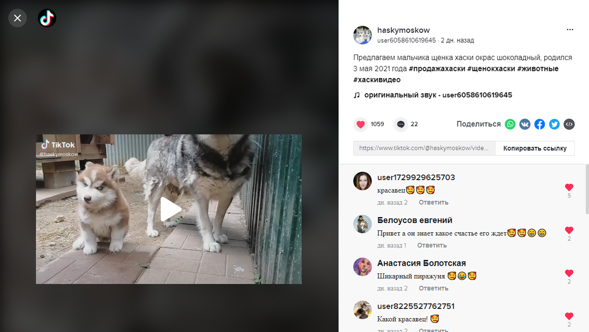 Как скачать видео с Тик Ток на компьютер