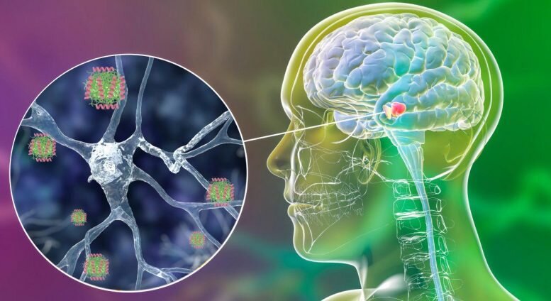 Схематическое изображение человеческого пептида LL37, связывающего токсичные олигомеры α-синуклеина, блокируя его распространение и предотвращая его нейротоксичность. Фото: Irantzu Pallarès, IBB-UAB (CC BY 3.0).
