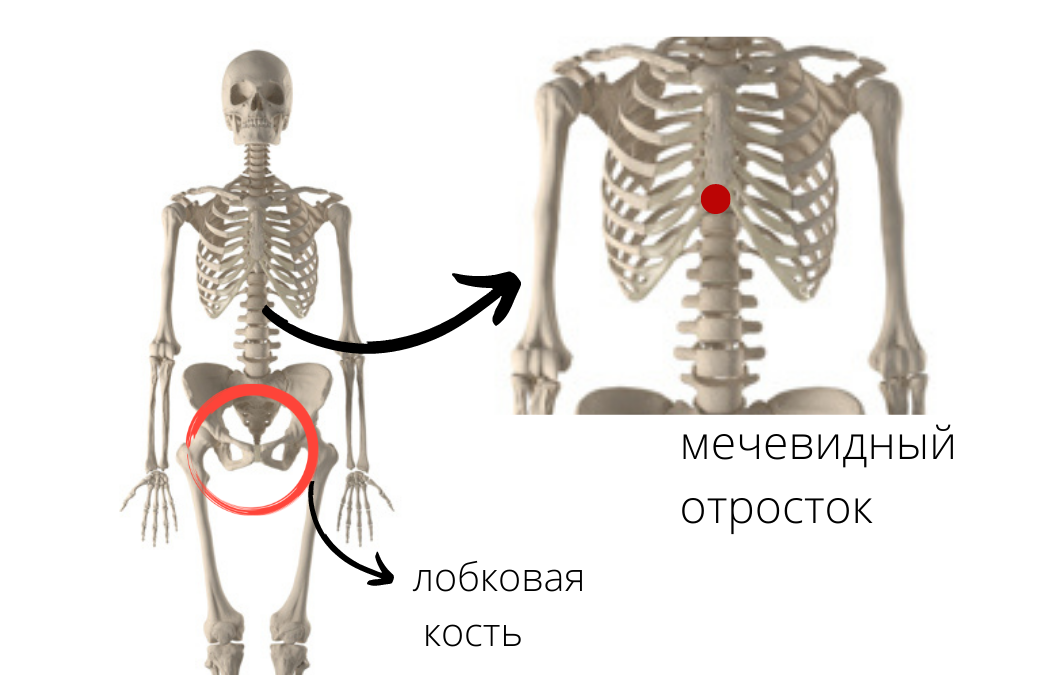 Мечевидный отросток грудины Мечевидный отросток грудины