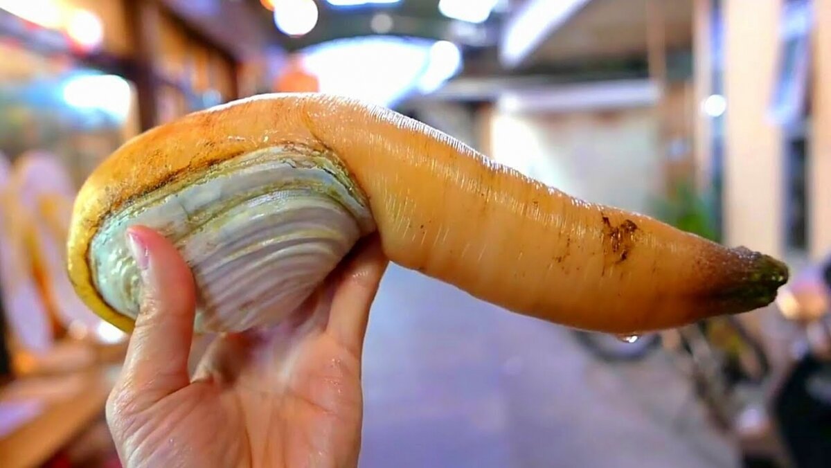 Форма половых губ ракушка фото. Гуидак-Дальневосточный моллюск. Гуидак Королевский моллюск.