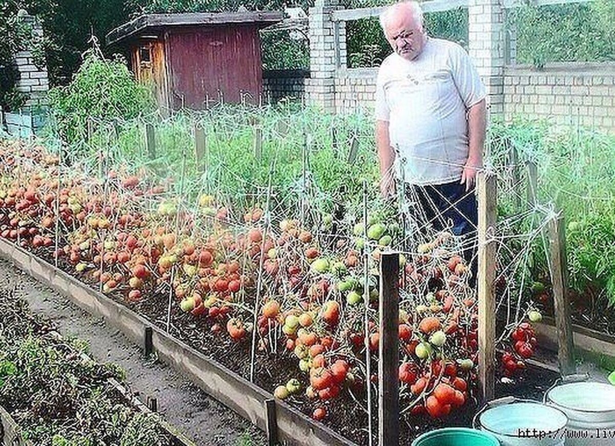 Как правильно делать грядки на огороде для помидор фото