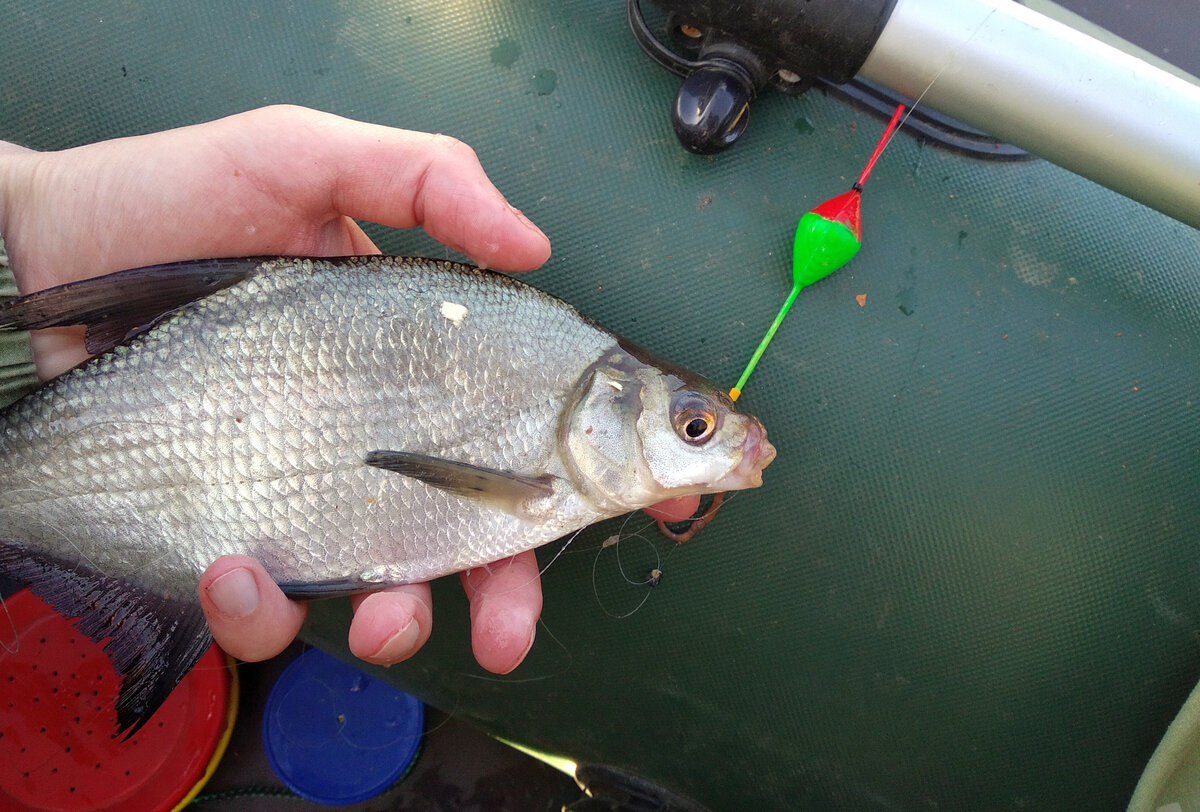 Поймал на самодельный поплавок. Но о нём чуть позже